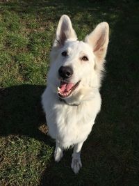 High angle view of dog on field