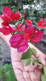 Close-up of hand holding pink flowering plant