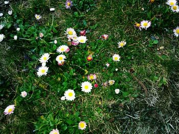 White flowers blooming on grassy field