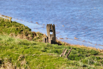 Wooden posts on field at beach
