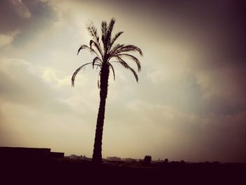 Low angle view of palm trees against sky at sunset