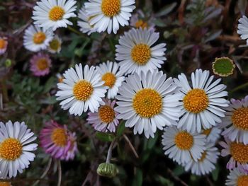 Close-up of daisy flowers