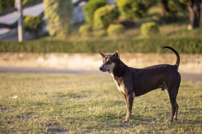 Dog standing on field
