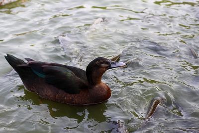 Close-up of duck swimming in lake