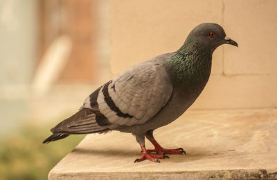 Close-up of bird