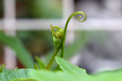 Close-up of insect on leaf