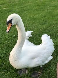 White swan swimming in lake