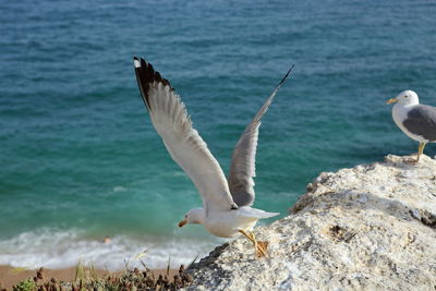Seagulls on cliff by sea