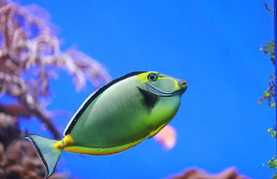 Close-up side view of naso tang fish in water