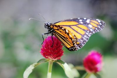 Close-up of butterfly pollinating flower