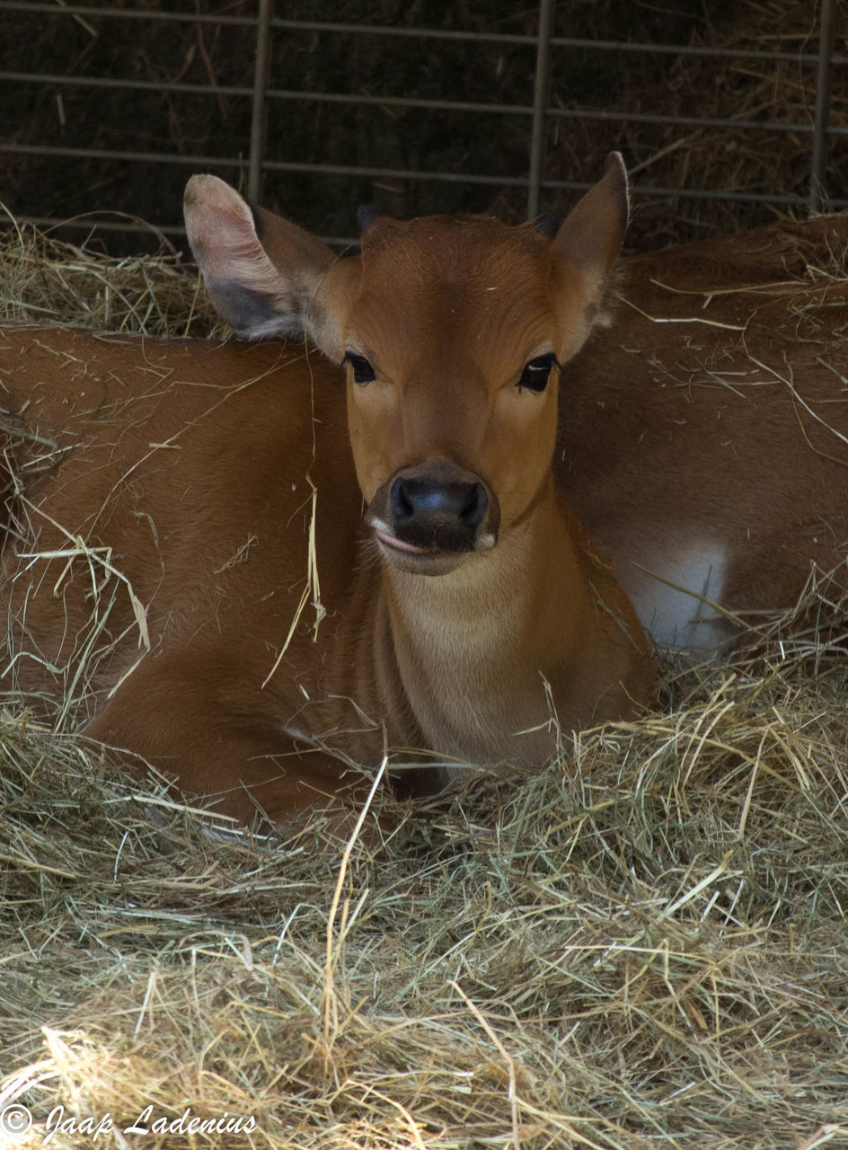 one animal, animal themes, mammal, looking at camera, portrait, hay, no people, domestic animals, day, grass, close-up, outdoors, nature