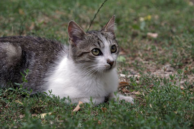 Portrait of a cat on field