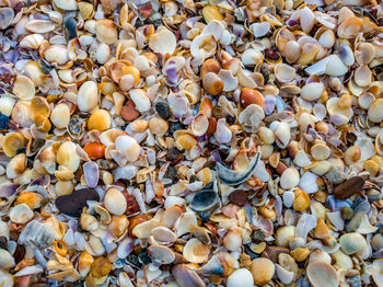 Full frame shot of seashells on pebbles