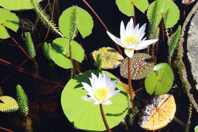 Close-up of lotus water lily in pond