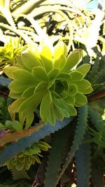 Close-up of fresh green plant