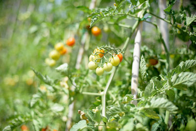 Close-up of tomatoes growing on plant at vegetable garden