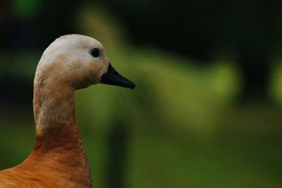 Close-up of a duck