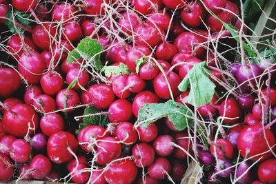 Close-up of red berries