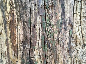 Full frame shot of tree trunk