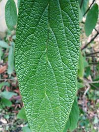 Close-up of fresh green leaf