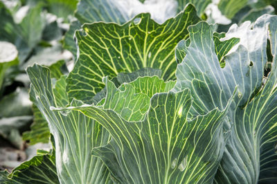 Close-up of leaves