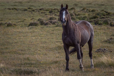 Horse standing in a field