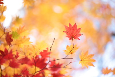 Close-up of maple leaves against blurred background