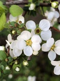 Close-up of white cherry blossoms in spring