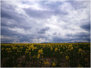 Scenic view of oilseed rape field against sky