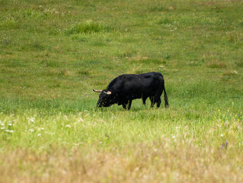 Black horse in a field