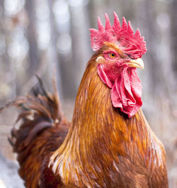 Close-up of rooster