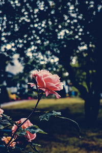 Close-up of pink rose