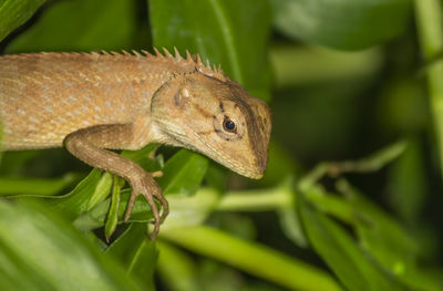 Brown lizard on green leafs