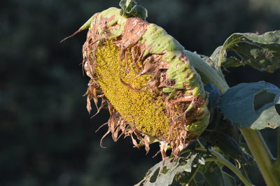 Close-up of dry leaf on tree