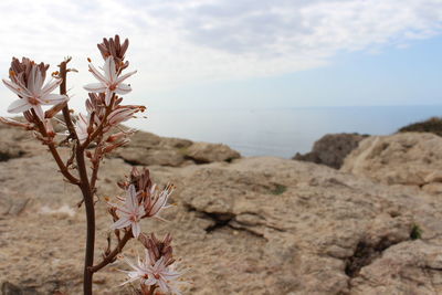 Scenic view of sea and plants against sky