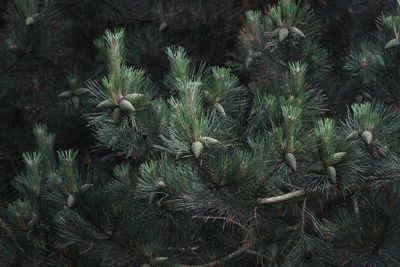 Low angle view of pine tree