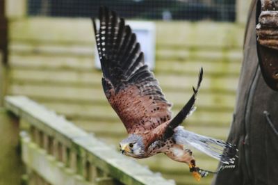 Kestrel flying over railing
