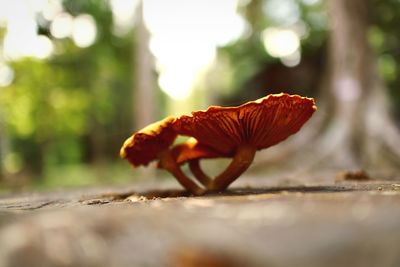 Close-up of mushroom growing on wood