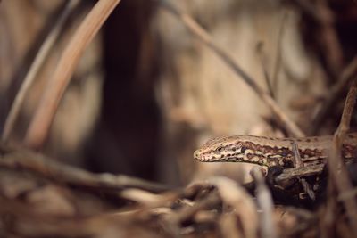 Close-up of lizard on land