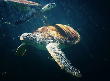 Turtle swimming in sea