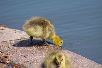 Bird in a lake goslings drinking water 