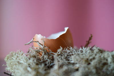 Close-up of pink mushrooms
