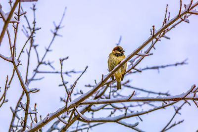 Low angle view of bird perching on branch