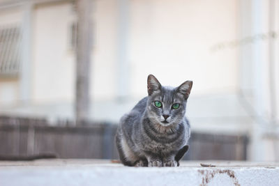 Portrait of cat sitting outdoors