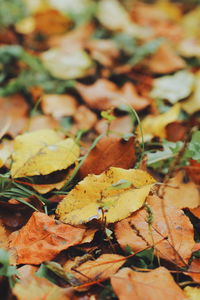 Close-up of dry maple leaves