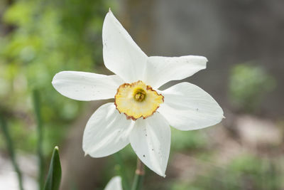 Close-up of white flowering plant