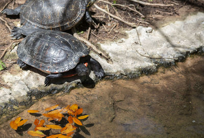 Southern painted turtle moving away from another turtle on the shore of a small manmade pond