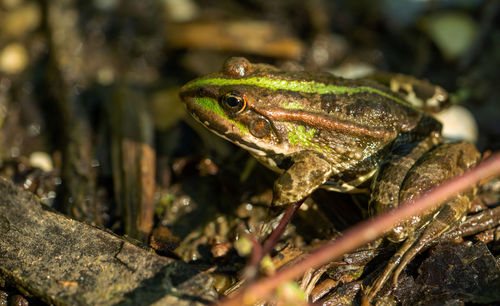 Close-up of frog on plant