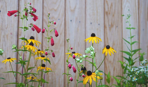 Close-up of colorful flowers