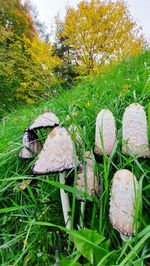 Close-up of mushroom growing on field